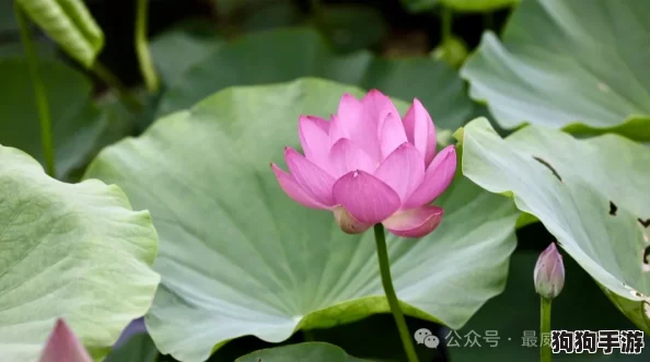 荷花1777. tⅴknow：感受夏日清凉与自然之美，畅游在荷塘月色中