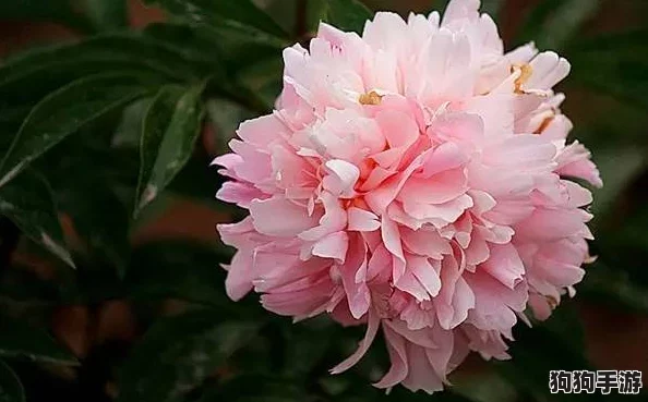 香软玉滑(林芍药)_在春日花海中绽放的绝美风景与养生之道