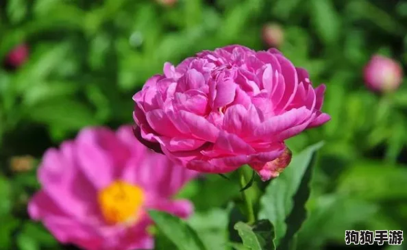 香软玉滑(林芍药)_在春日花海中绽放的绝美风景与养生之道 香软玉滑(林芍药)_在春日花海中绽放的绝美风景与养生之道