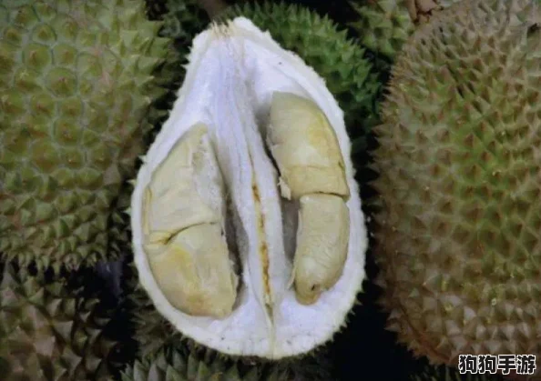 成人榴莲视频：畅享刺激与美味的完美结合，带你领略独特体验！