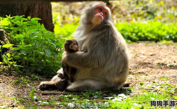 猴子不盖被子长什么?有趣的生物习性与环境适应性的深入探讨与分析 猴子不盖被子长什么?有趣的生物习性与环境适应性的深入探讨与分析