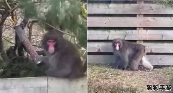 猴子不盖被子长什么?有趣的生物习性与环境适应性的深入探讨与分析 猴子不盖被子长什么?有趣的生物习性与环境适应性的深入探讨与分析