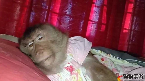 生猴子打扑克不盖被子，带你领略奇趣动物世界的欢乐与智慧