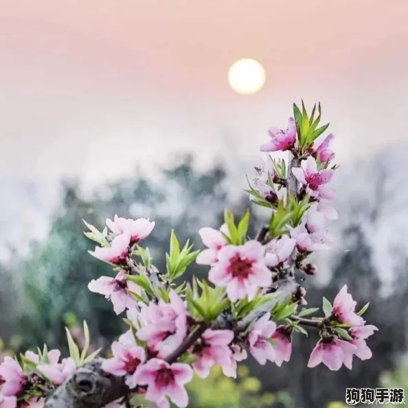 国色天香桃花朵朵开万事皆胜意，春暖花开共赏美好生活新篇章