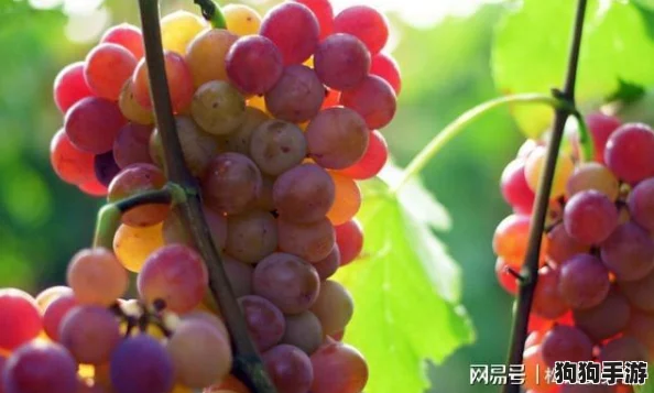 葡萄不准掉出来晚上检查，确保每一颗都完美无瑕，提升你的水果储存技巧与新鲜度！